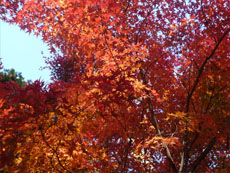秋の紅葉03